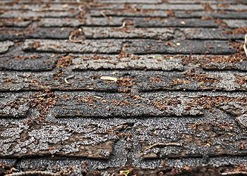 Adams Roofing Inc. Images